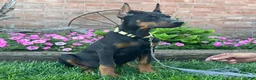 Doberman Pinscher dogs for sale: Zinnia - Ad 4