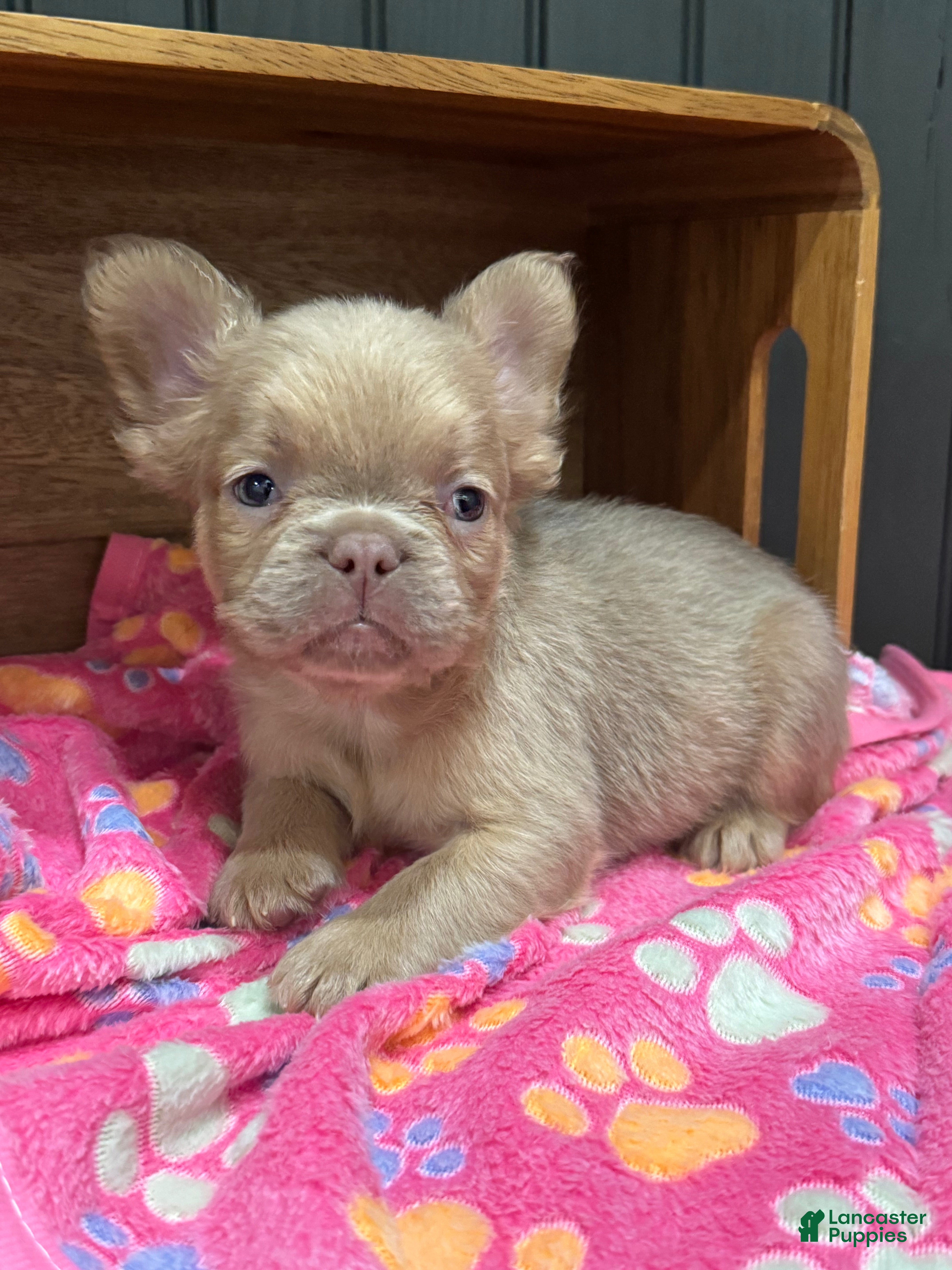 French Bulldog dogs for sale: Cinnamon - Ad 37