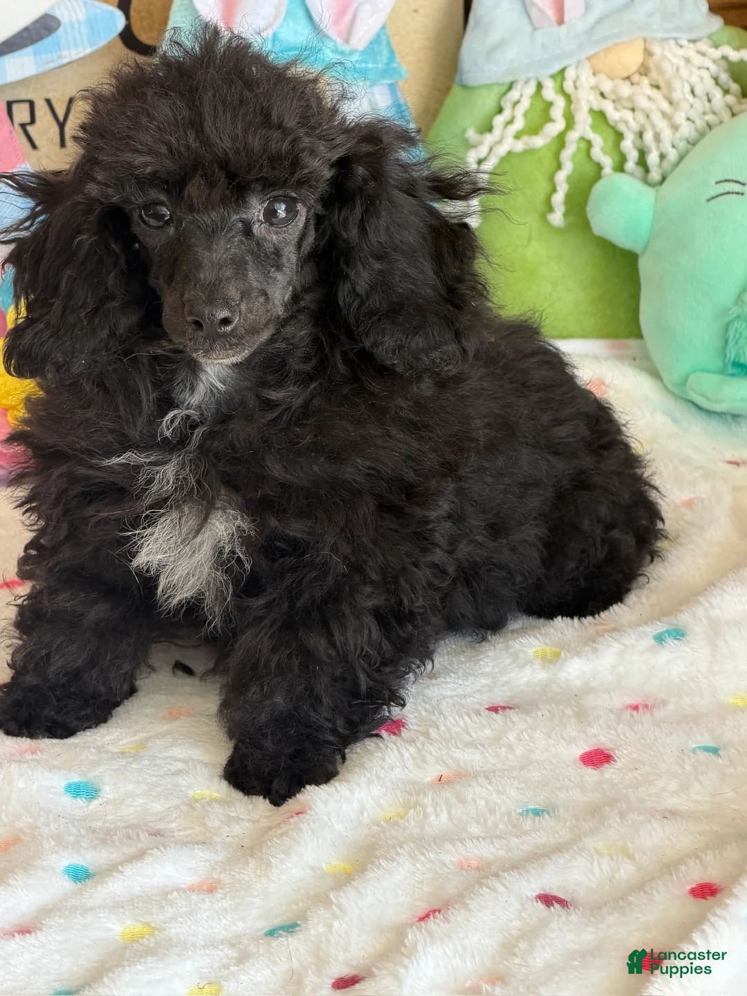 Toy Poodle dogs for sale: Raven - Ad 2