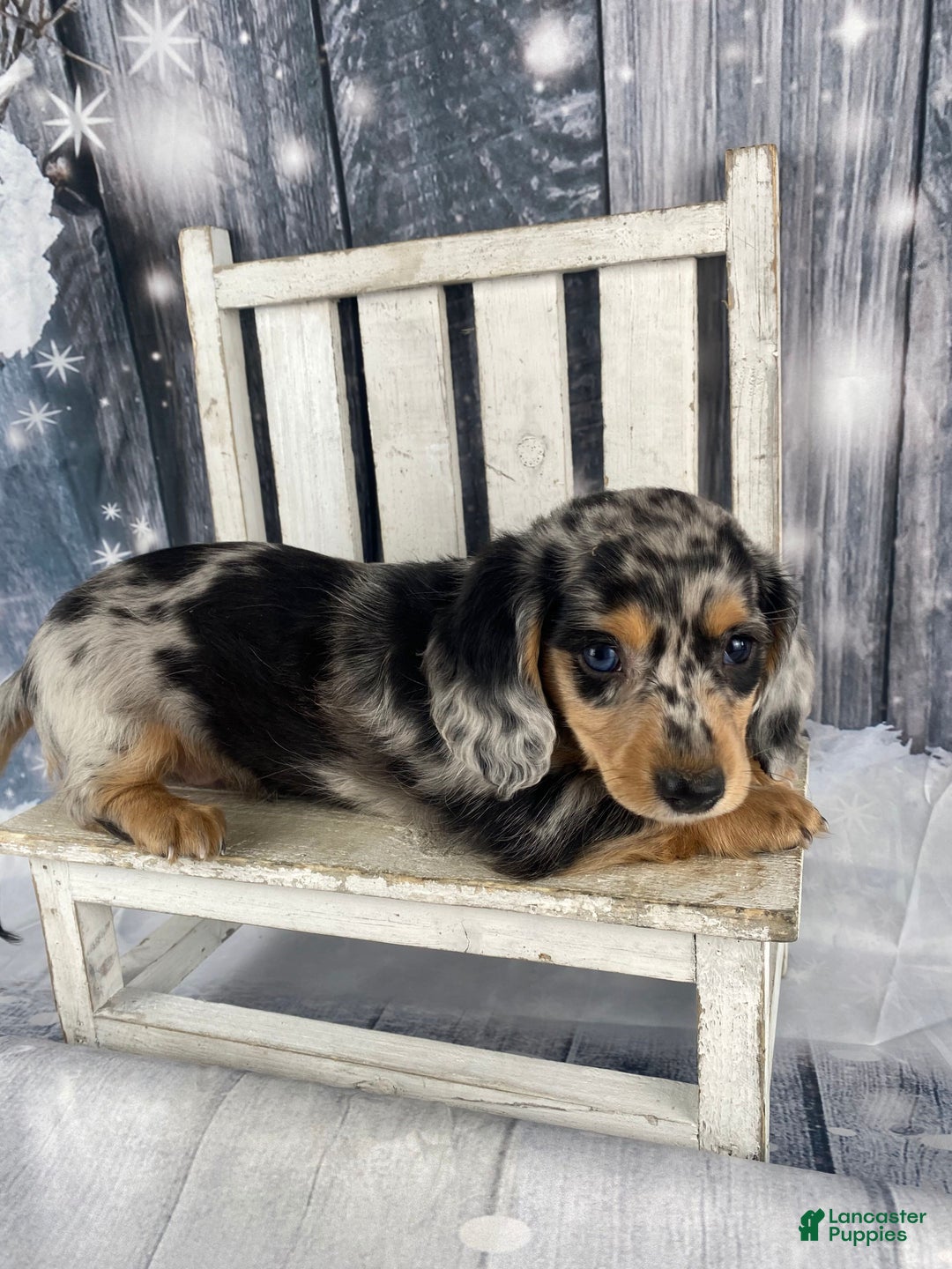 Miniature Dachshund dogs for sale: Max - Ad 12