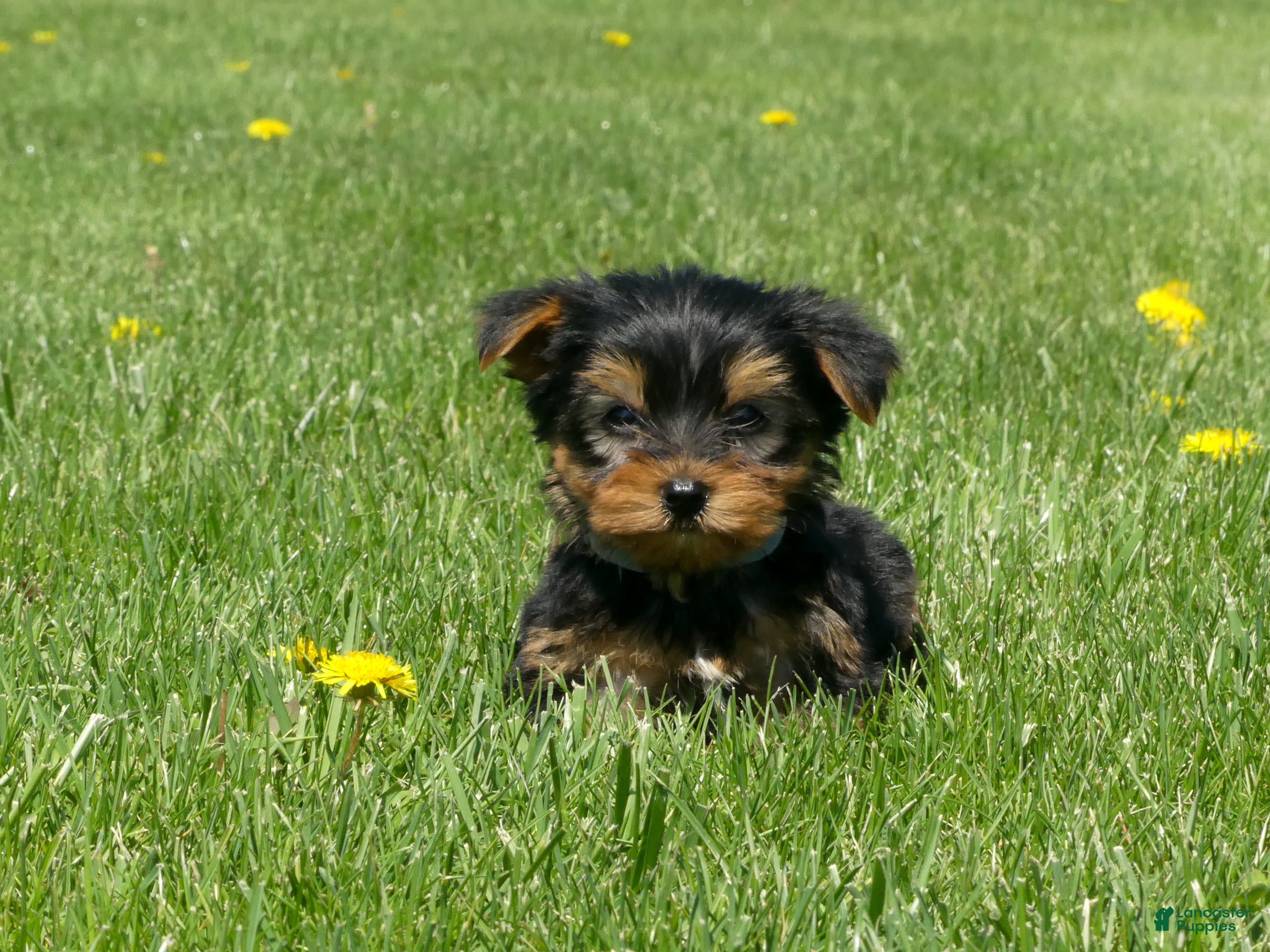 Yorkshire Terrier dogs Brownie  - Ad 2