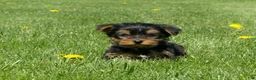 Yorkshire Terrier dogs for sale: Brownie  - Ad 2