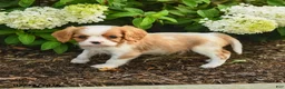 Cavalier King Charles Spaniel dogs for sale: Iced Coffee  - Ad 2