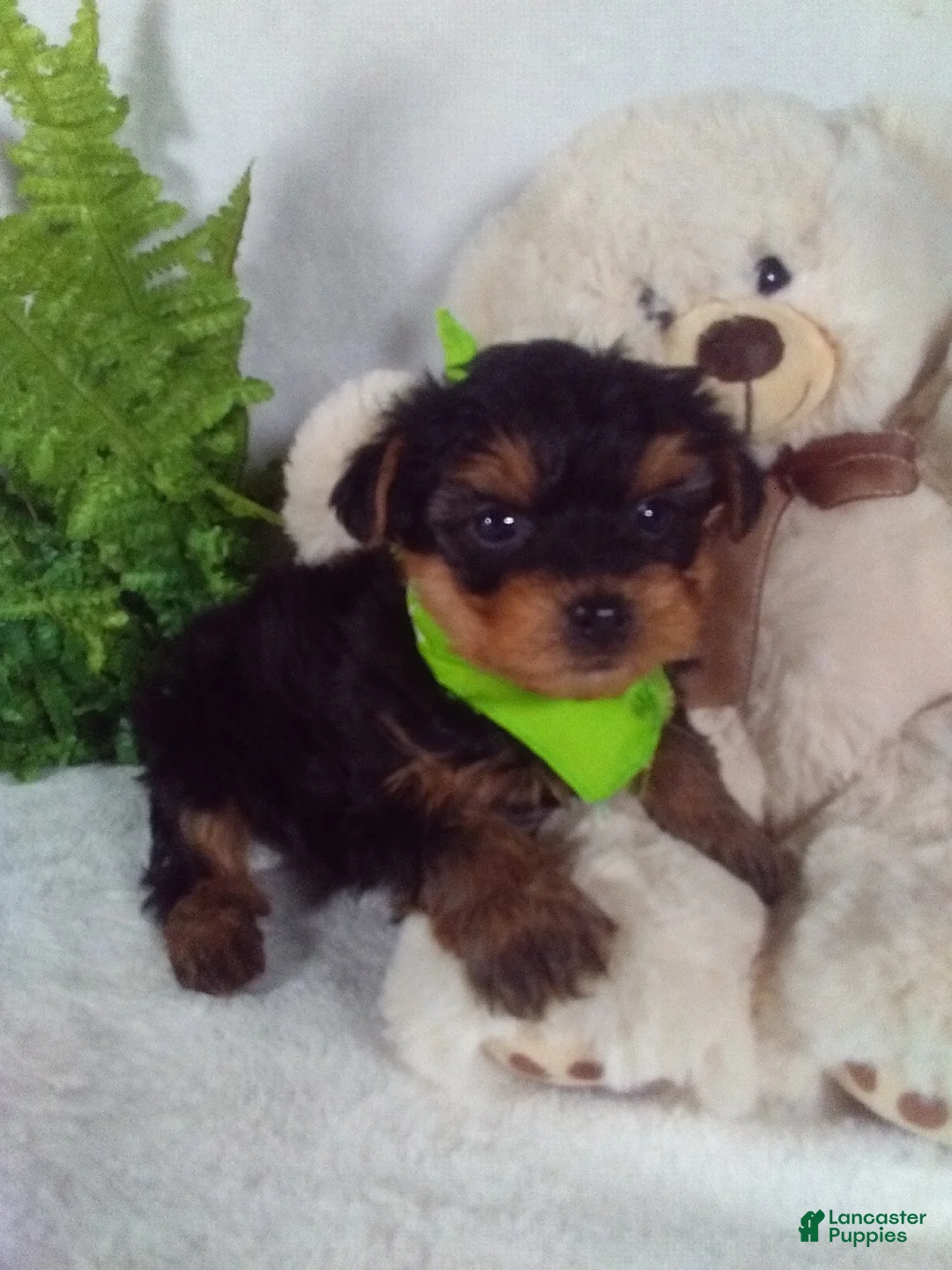 Yorkiepoo dogs for sale: George  - Ad 1