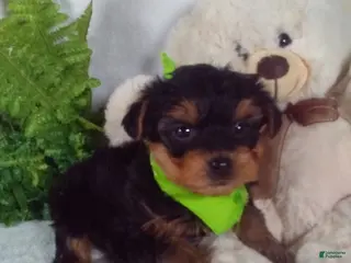 Yorkiepoo dogs George - Ad 21