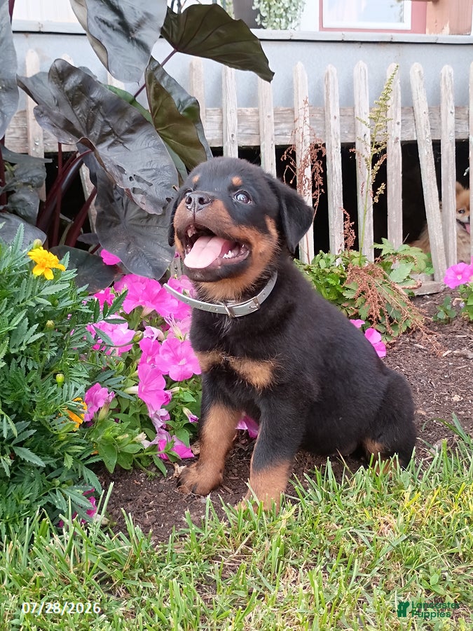 Rottweiler dogs Darla - Ad 1
