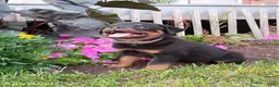 Rottweiler dogs for sale: Darla - Ad 1