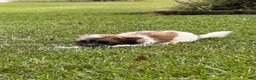 Malshi dogs for sale: Malshi 2 - Ad 4