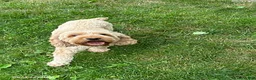 Cockapoo dogs for sale: Zack - Ad 4