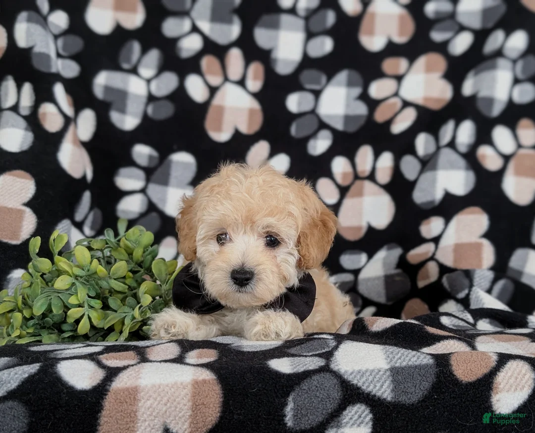 Maltipoo dogs for sale: Fitzgerald 5 lbs Full Grown - Ad 5