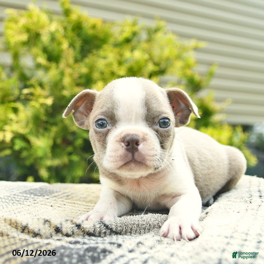 Boston Terrier dogs Bruno  - Ad 1