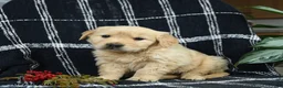 Golden Retriever dogs for sale: Pancake - Ad 1