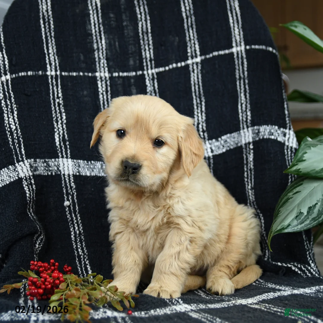 Golden Retriever dogs for sale: Pancake - Ad 1