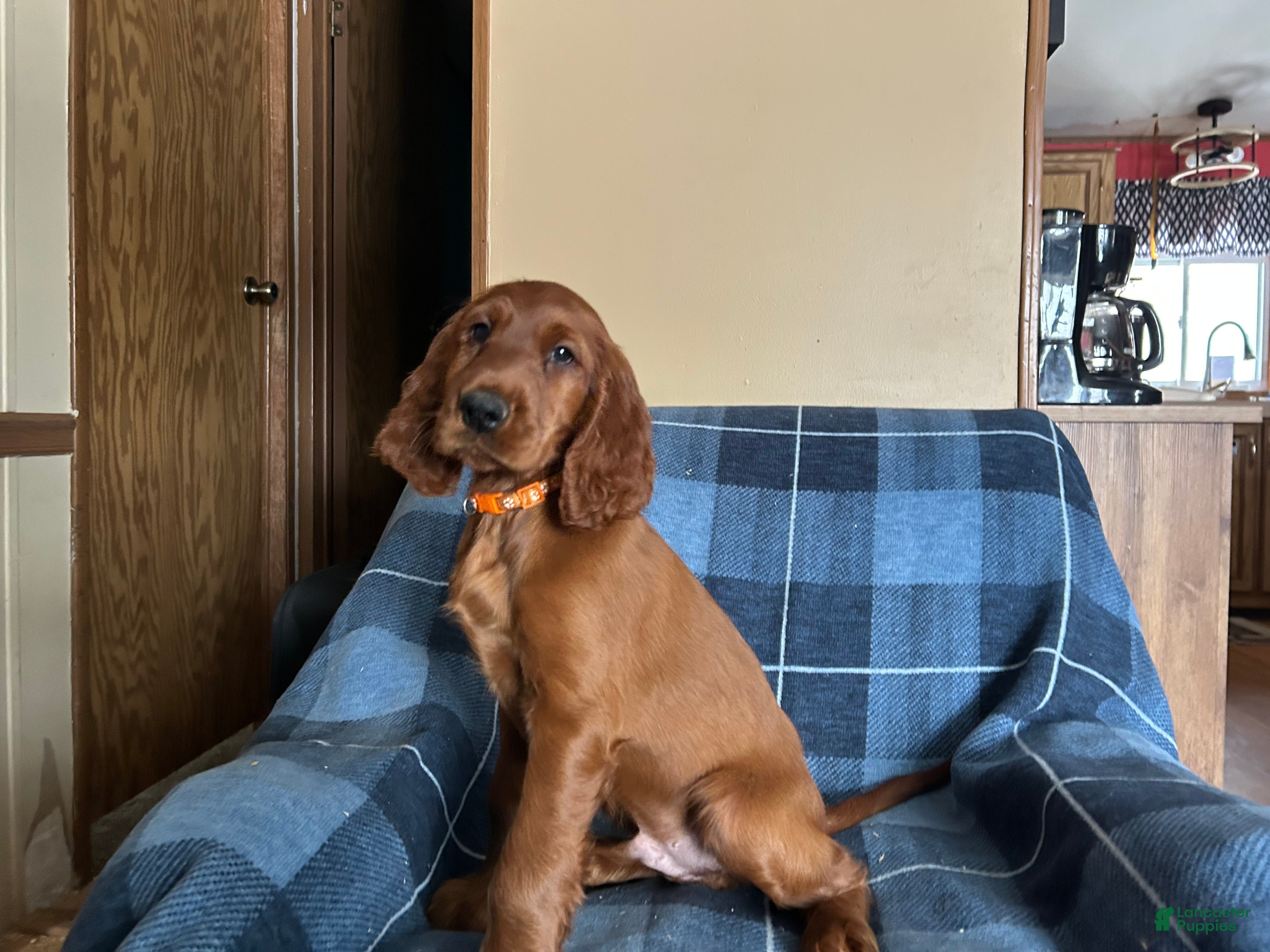Irish Setter dogs Irish Setter male orange collar - Ad 38