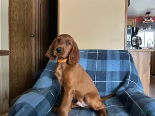 Irish Setter dogs Irish Setter male orange collar - Ad 38