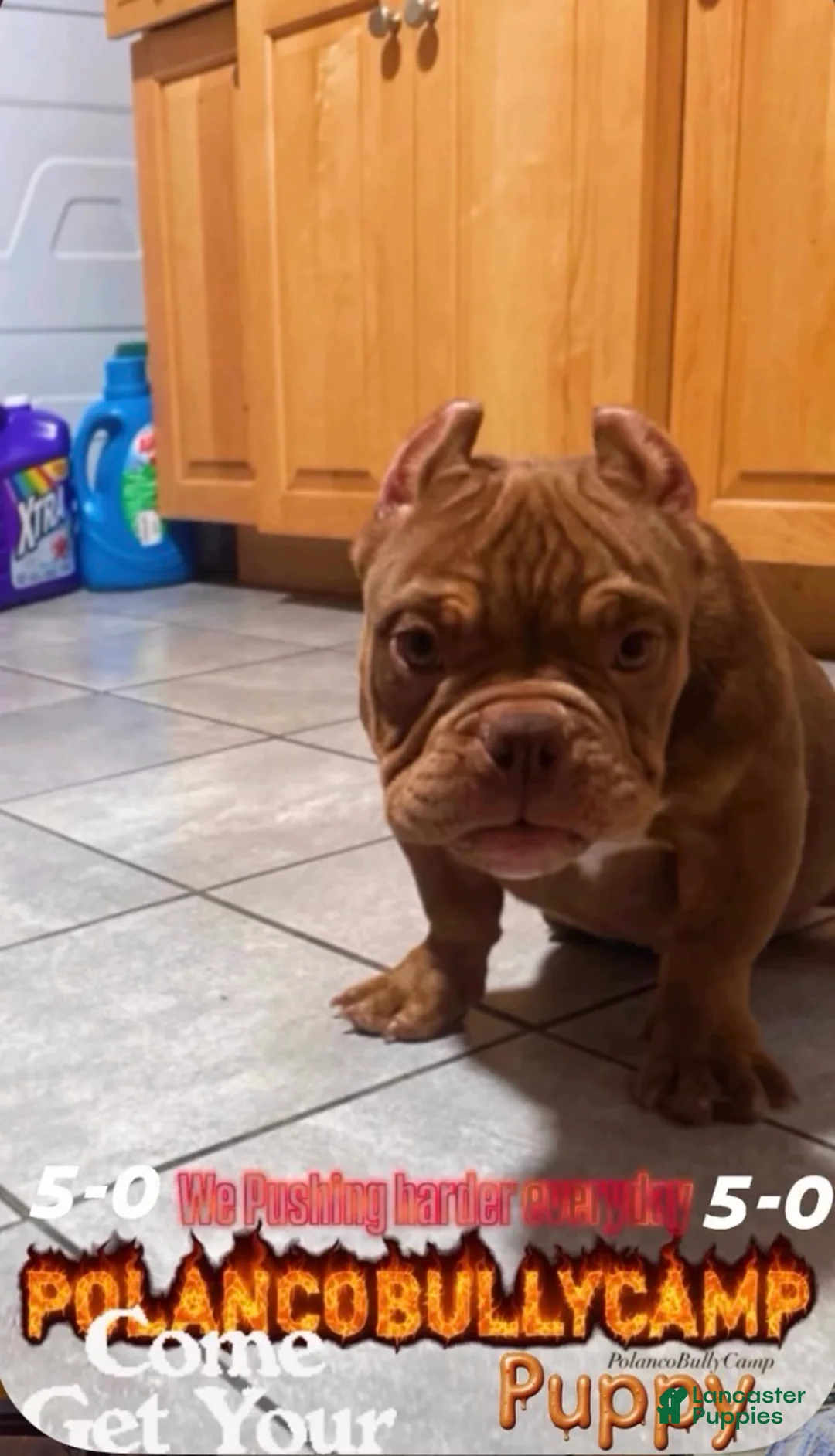 American Bully dogs for sale: American Bully Puppy 4 - Ad 1