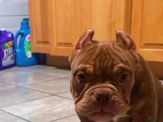 American Bully dogs American Bully Puppy 4 - Ad 32