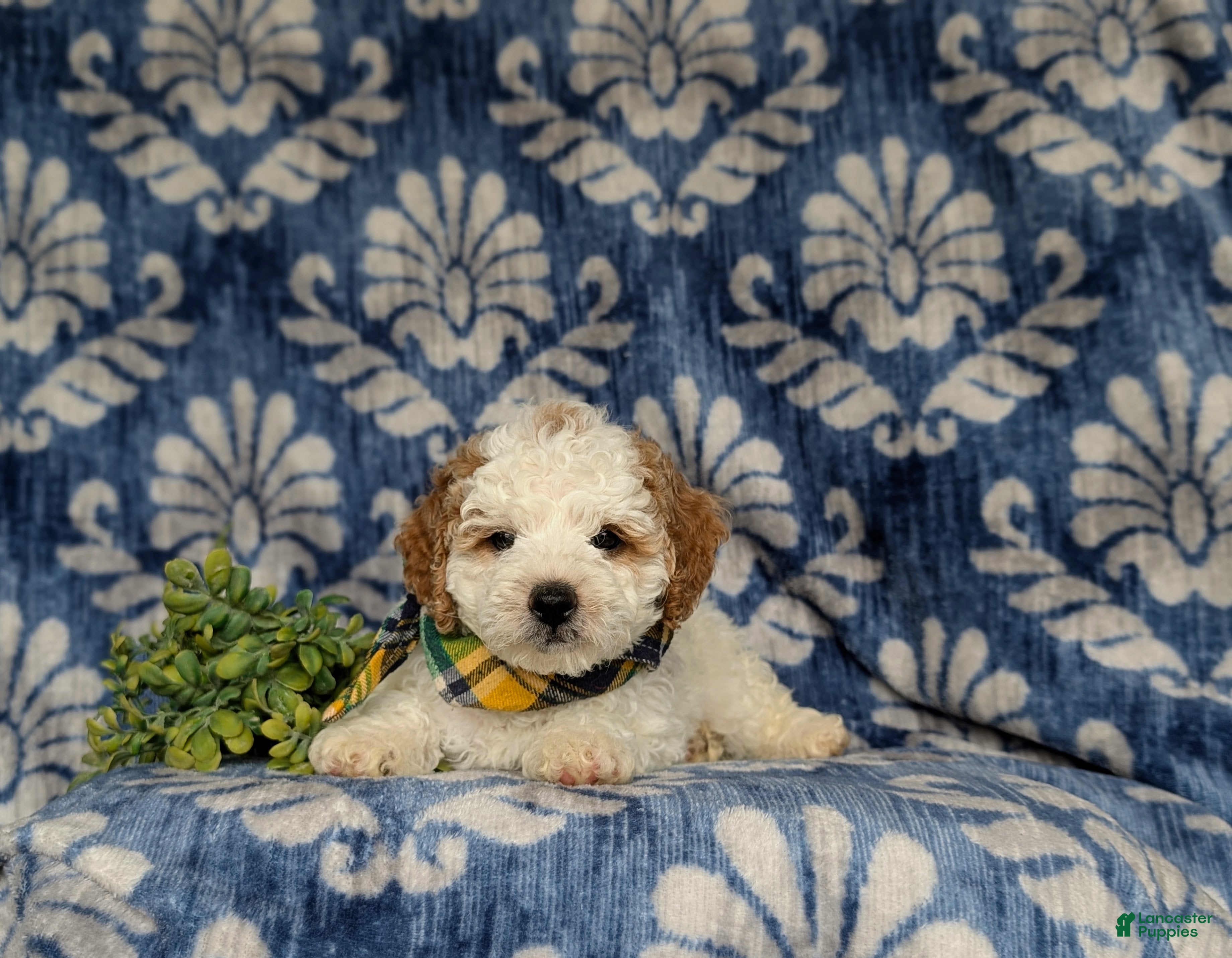 Miniature Poodle dogs for sale: Oakley - Ad 6