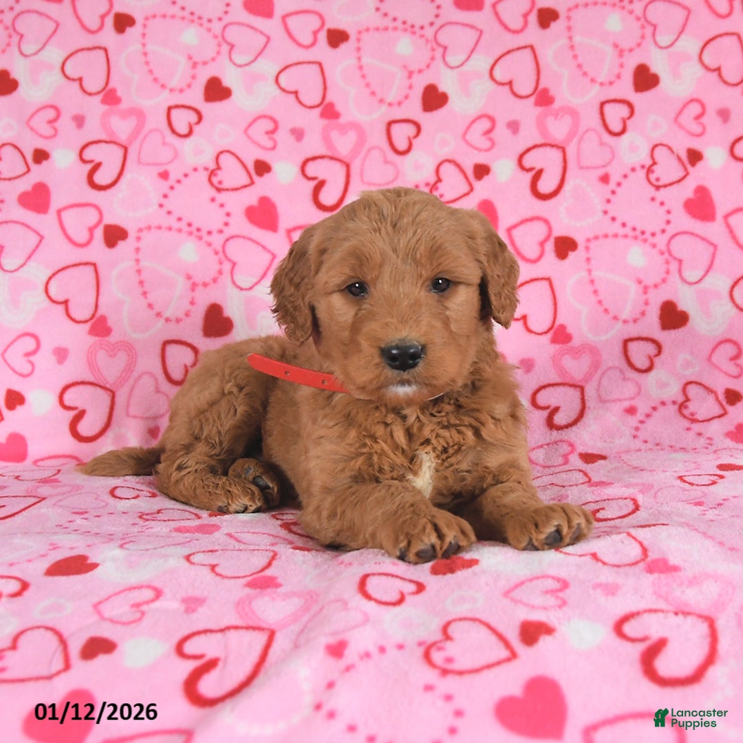 Goldendoodle dogs for sale: Bear - Ad 3