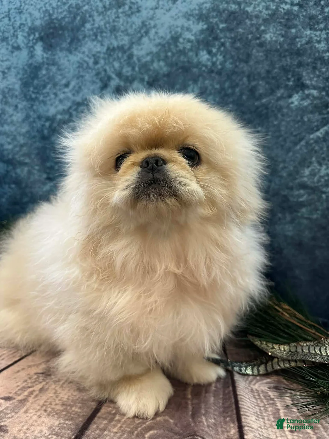 Pekingese dogs for sale: Pekingese Puppy 1 - Ad 1