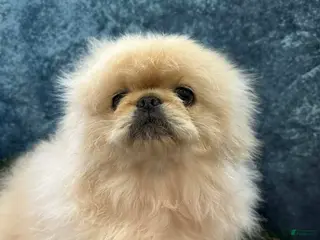 Pekingese dogs Pekingese Puppy 1 - Ad 6