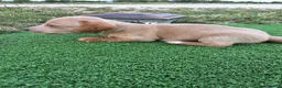 Dachshund dogs for sale: Bella - Ad 14