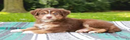 Australian Shepherd dogs for sale: Whisper - Ad 5