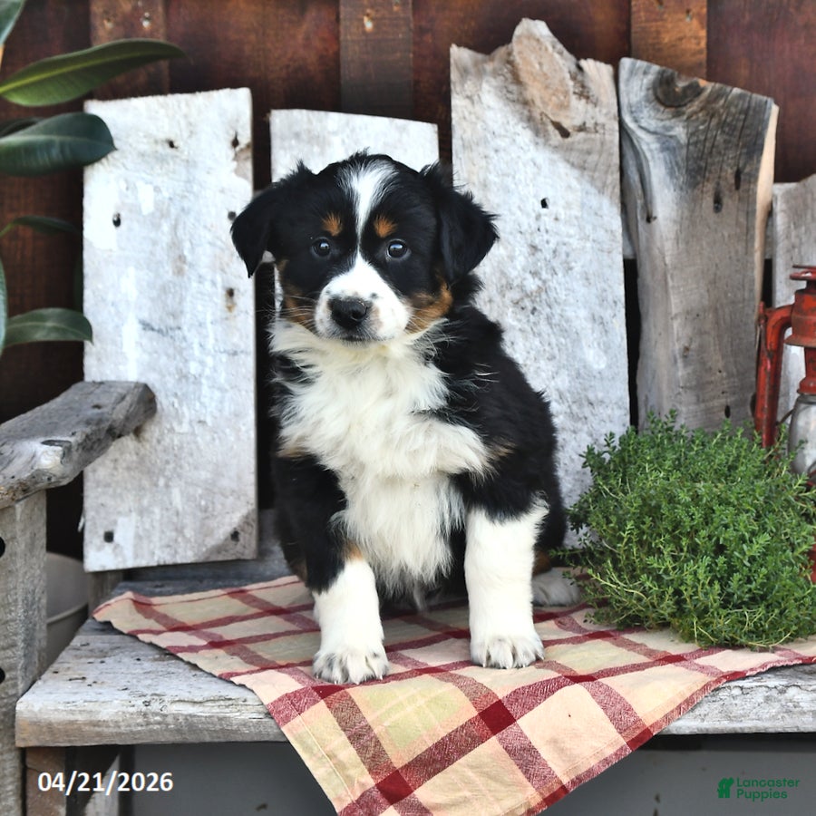 Australian Shepherd dogs Benji - Ad 2