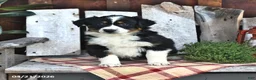 Australian Shepherd dogs for sale: Benji - Ad 2