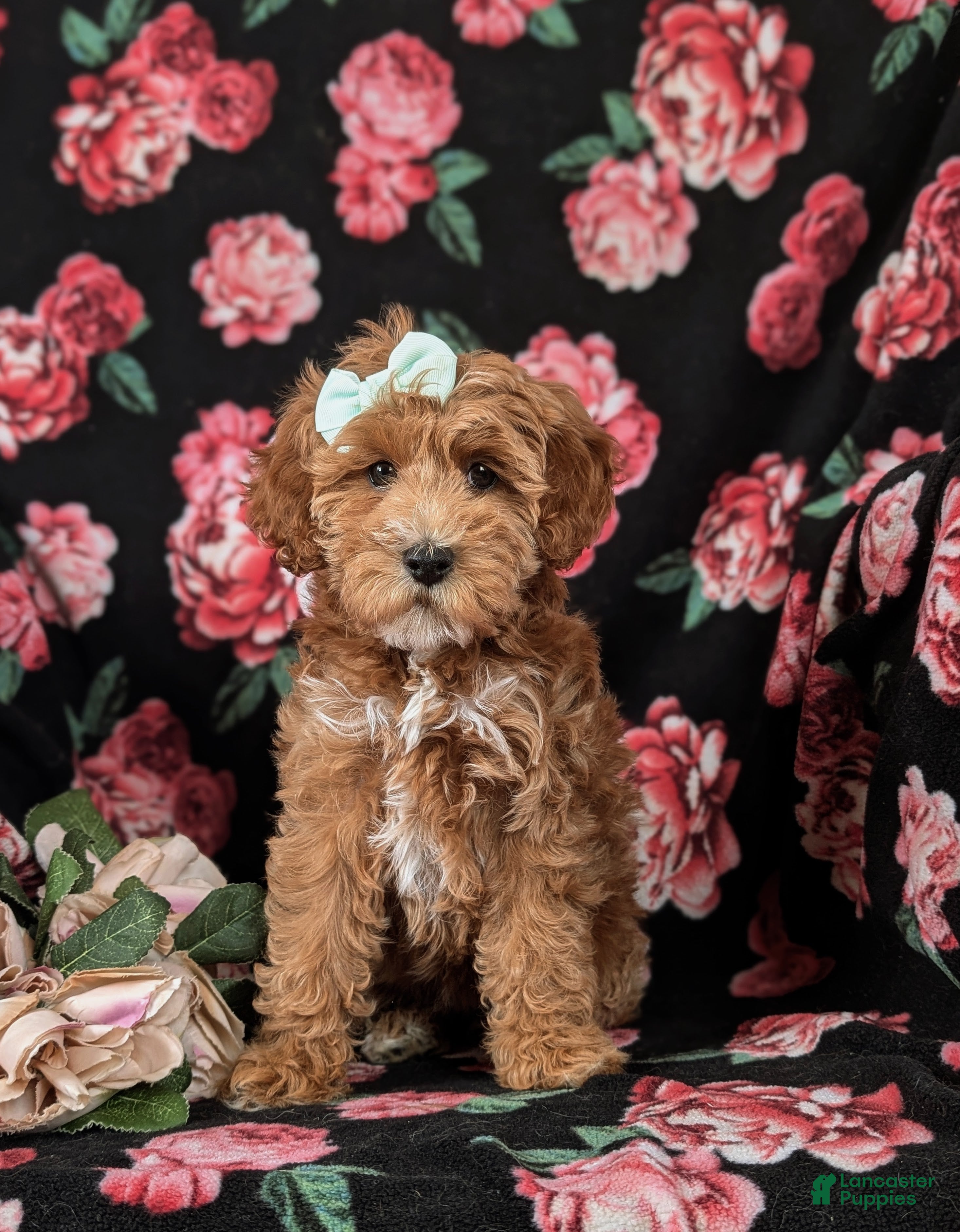 Mini Goldendoodle dogs Fergie 15 lbs Full grown Hypoallergenic - Ad 2