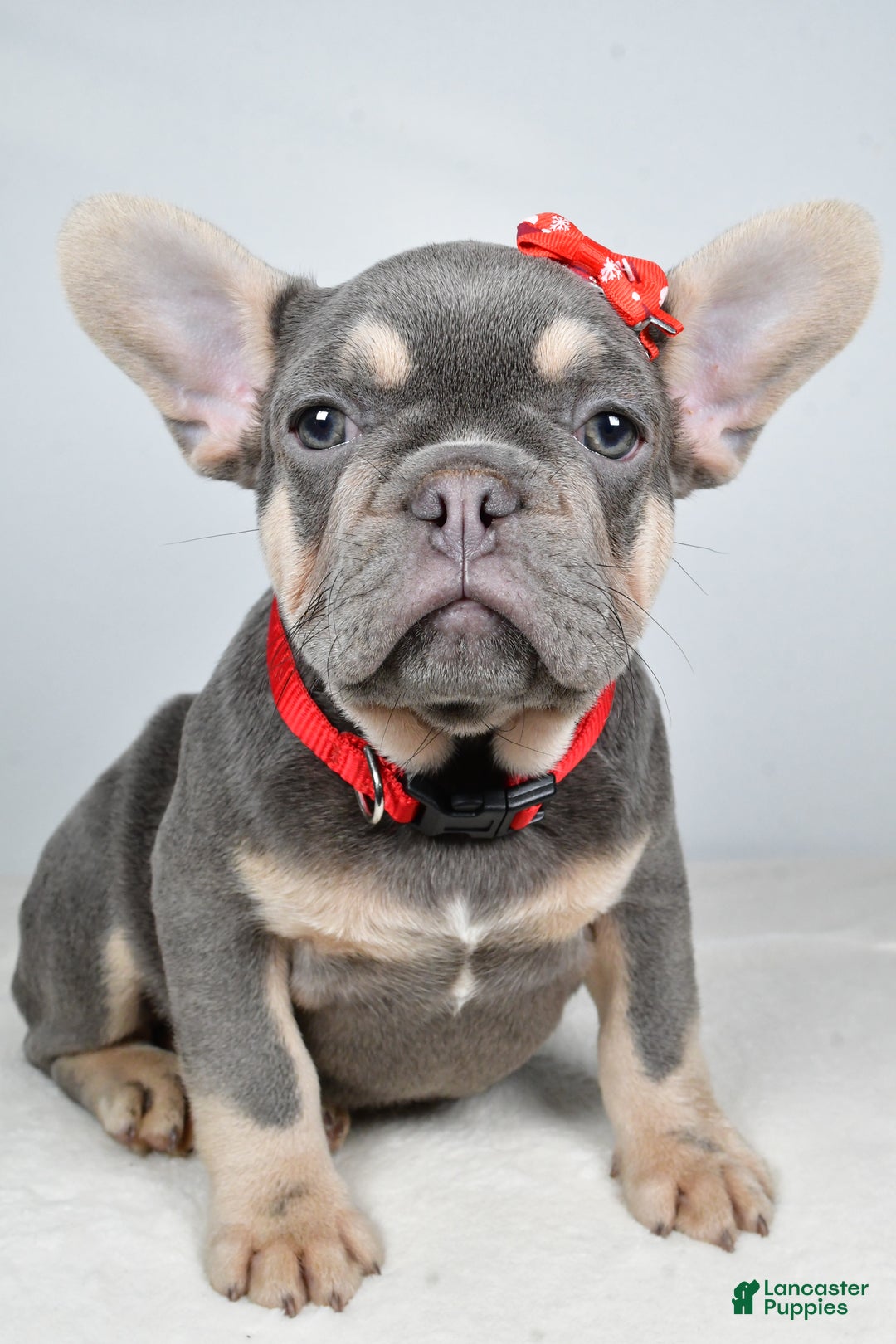 French Bulldog dogs for sale: Chester  - Ad 5