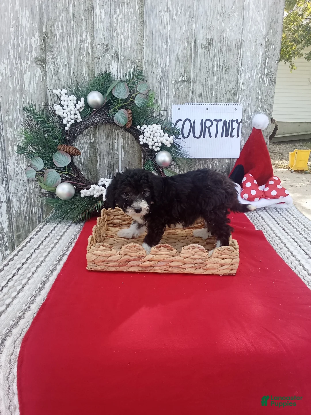 Bernedoodle dogs for sale: Bernedoodle 4 - Ad 2