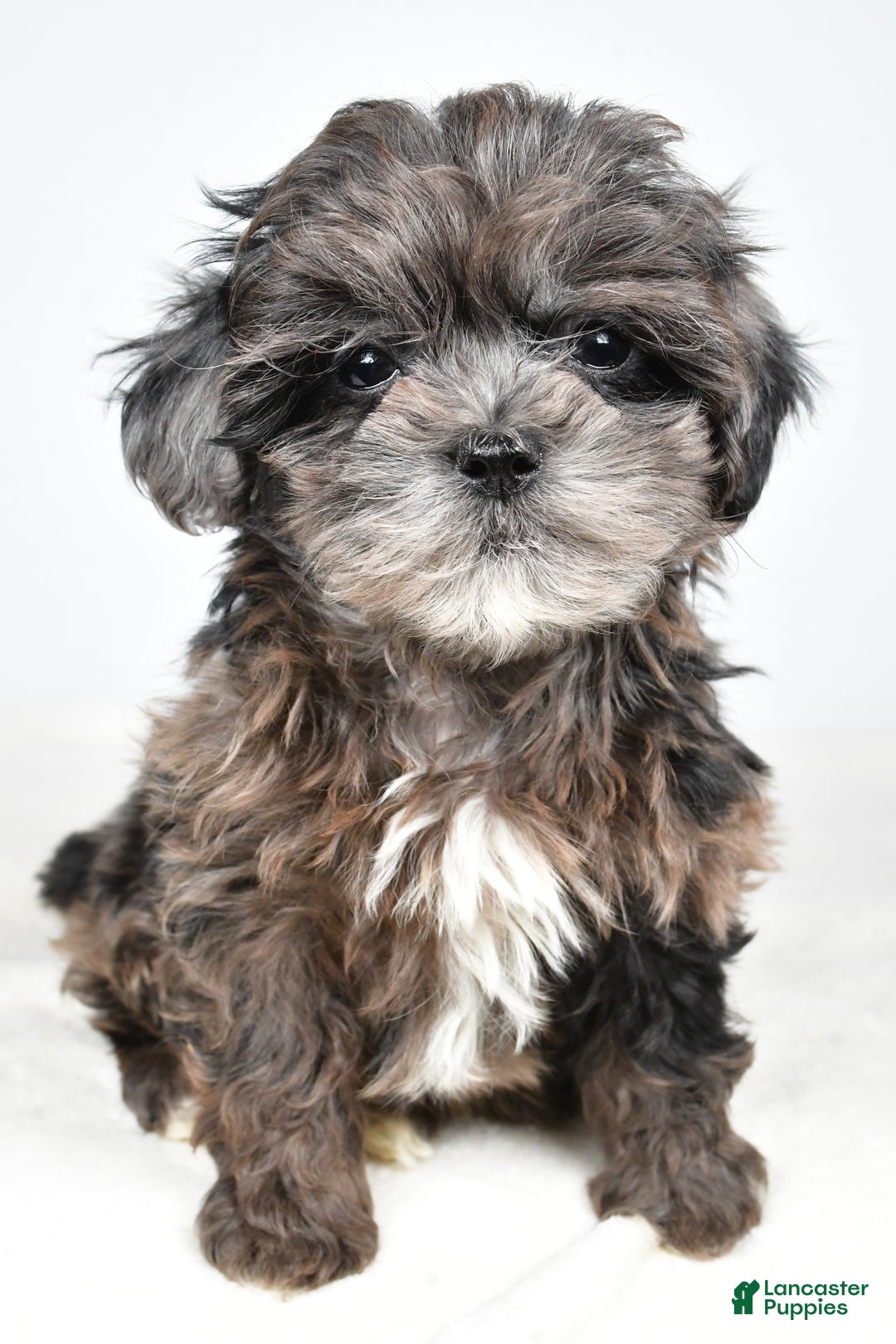 Shihpoo dogs for sale: Jenny - Ad 7