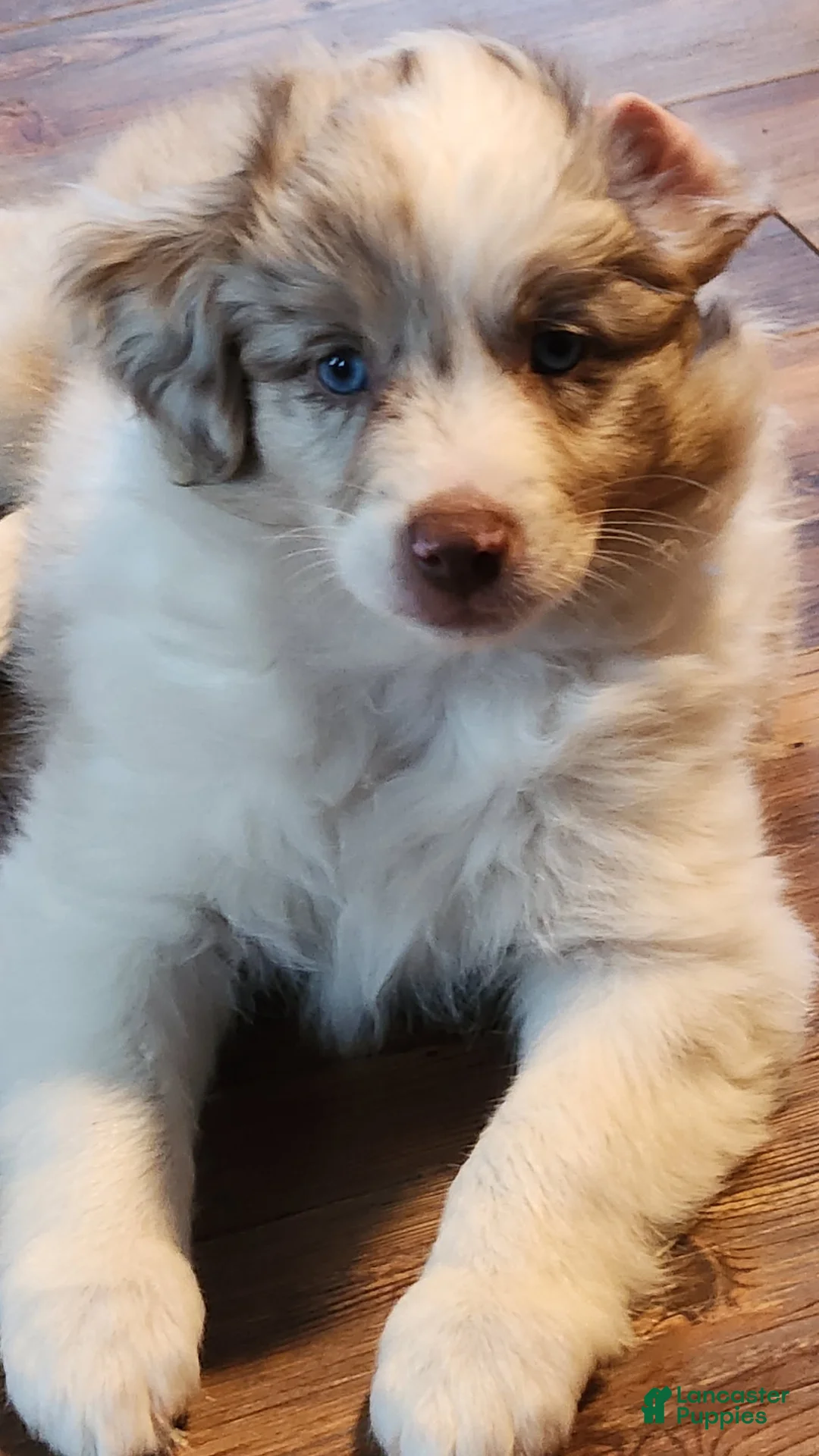 Gallery Image {{count}}