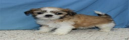 Shih Tzu dogs for sale: Asher - Ad 5