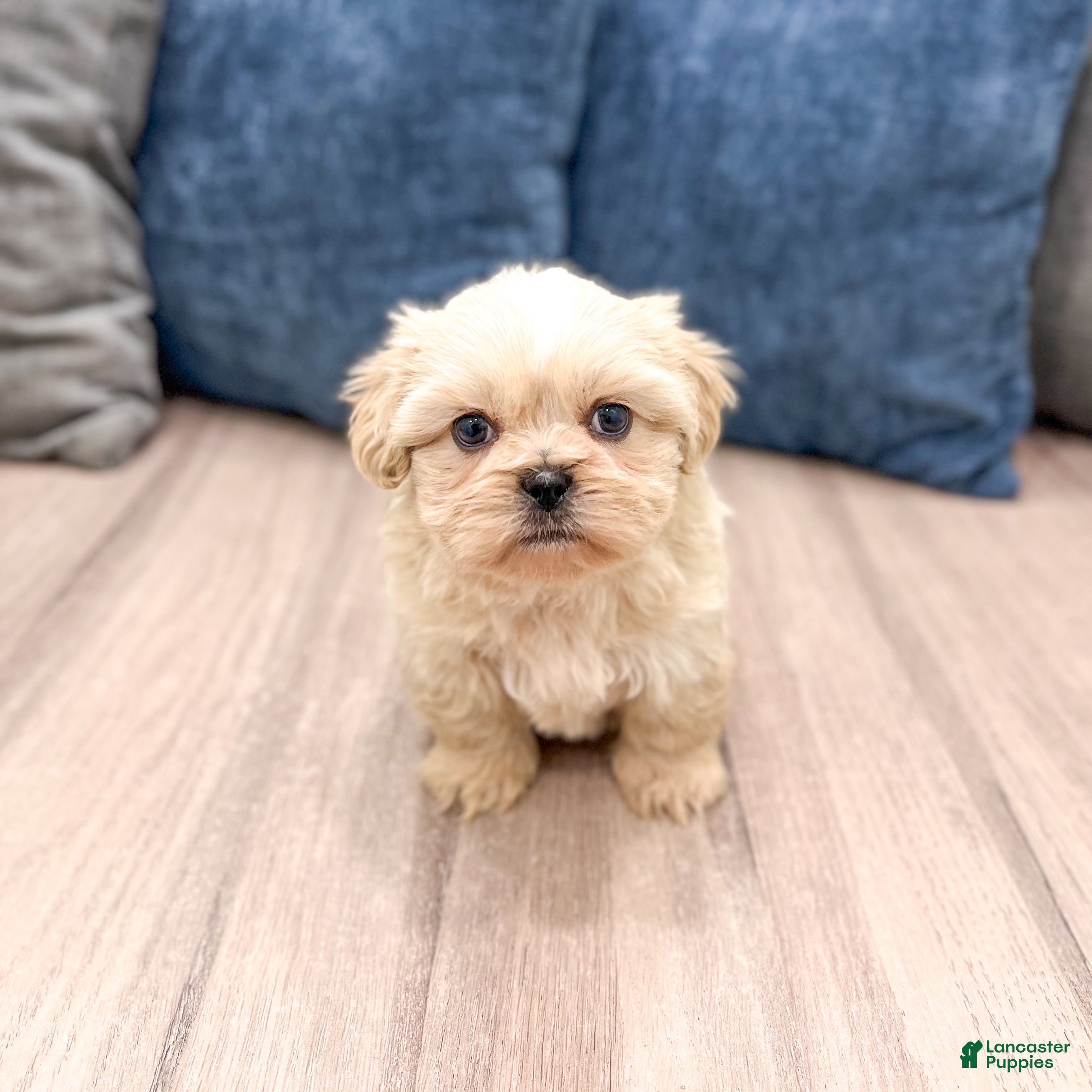 Teddy Bear dogs Finn - Ad 2