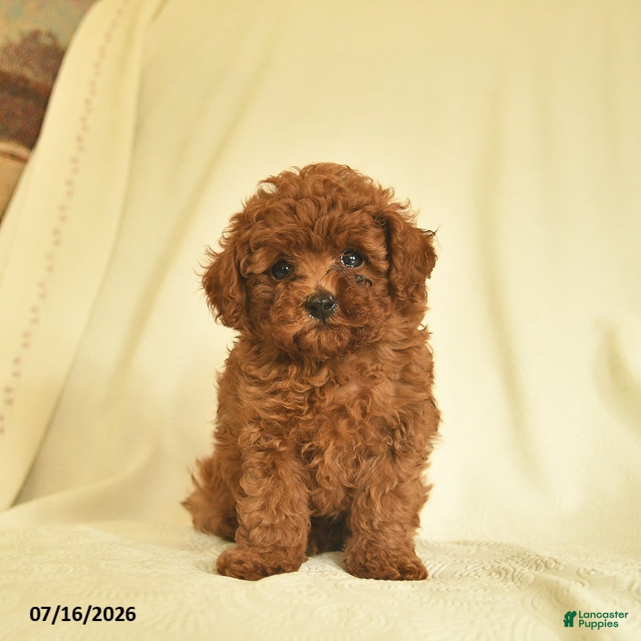 Toy Poodle dogs Luke  - Ad 1