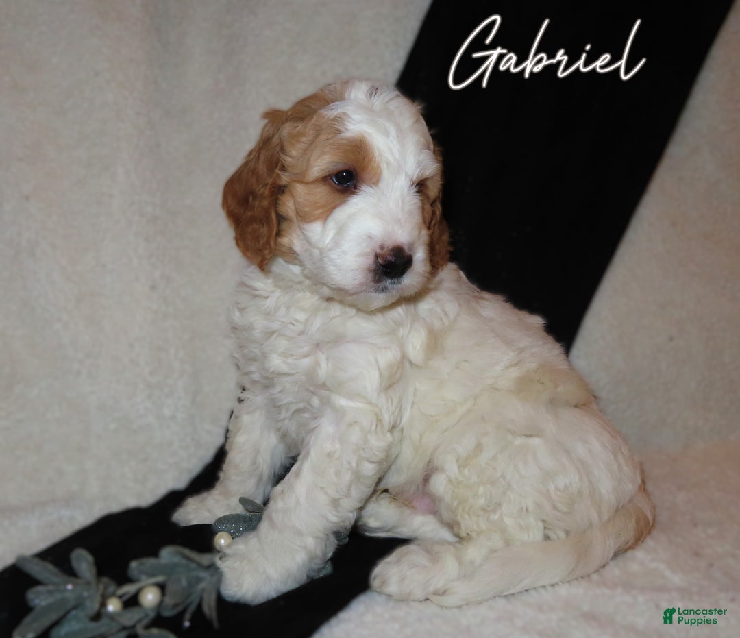 Mini Goldendoodle dogs for sale: Gabriel - Ad 2