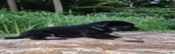 German Shepherd dogs for sale: German Shepherd 6 Truman - Ad 5