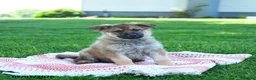 German Shepherd dogs for sale: Callie - Ad 4