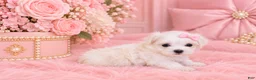 Maltese dogs for sale: Maltese 1 - Ad 2