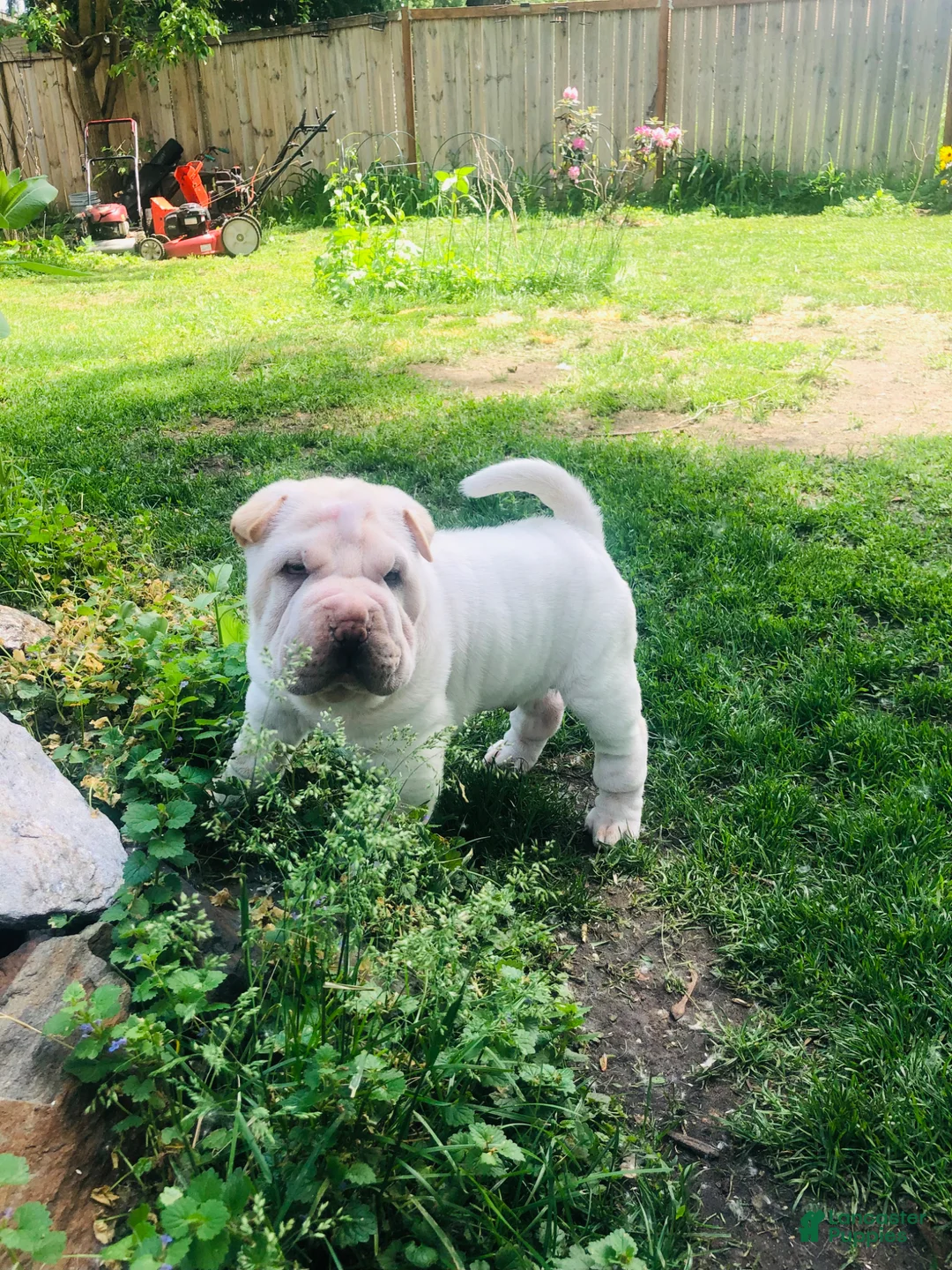 Shar Pei dogs for sale: Shar Pei Puppy 6 - Ad 2