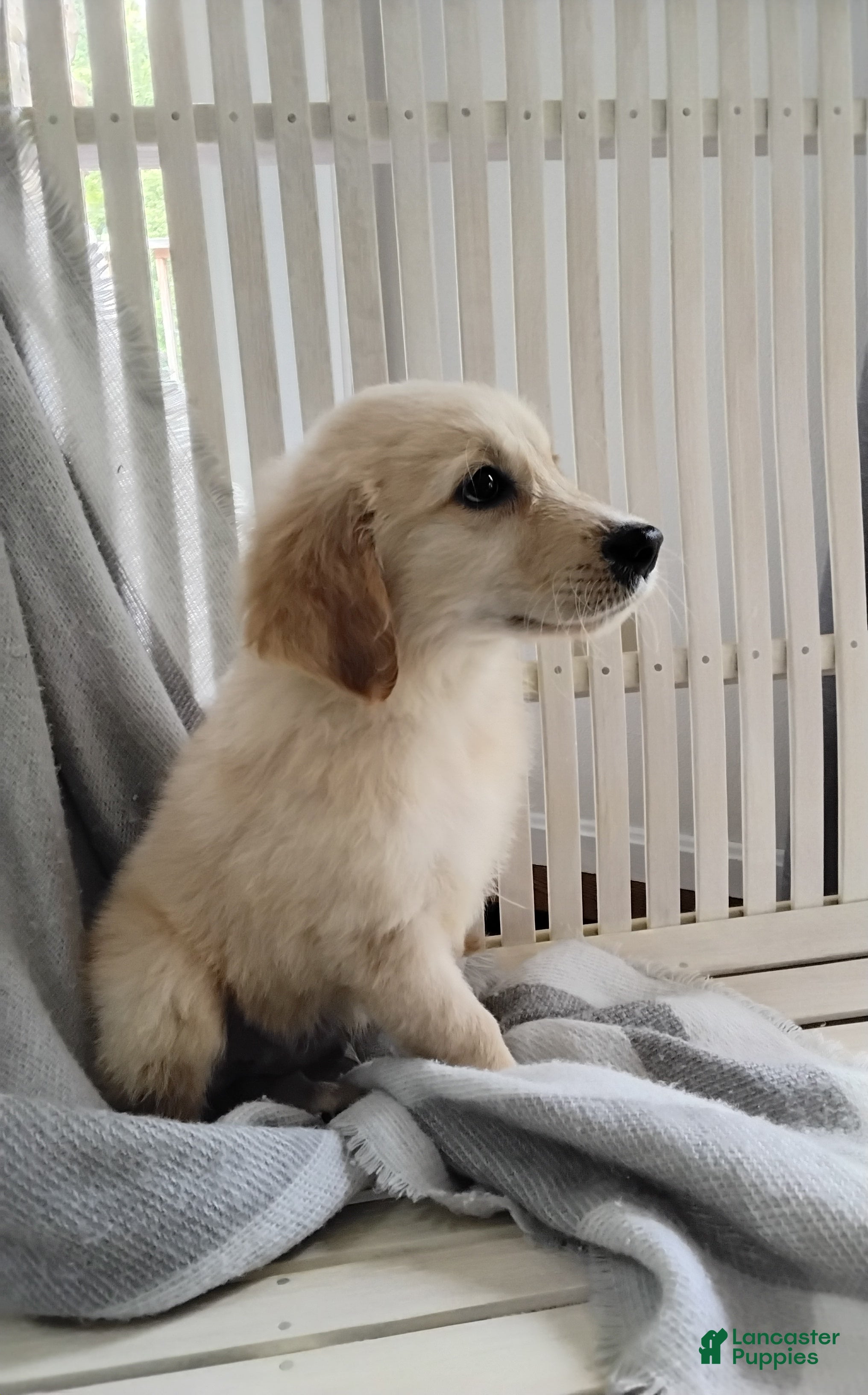 Golden Retriever dogs Rover - Ad 2
