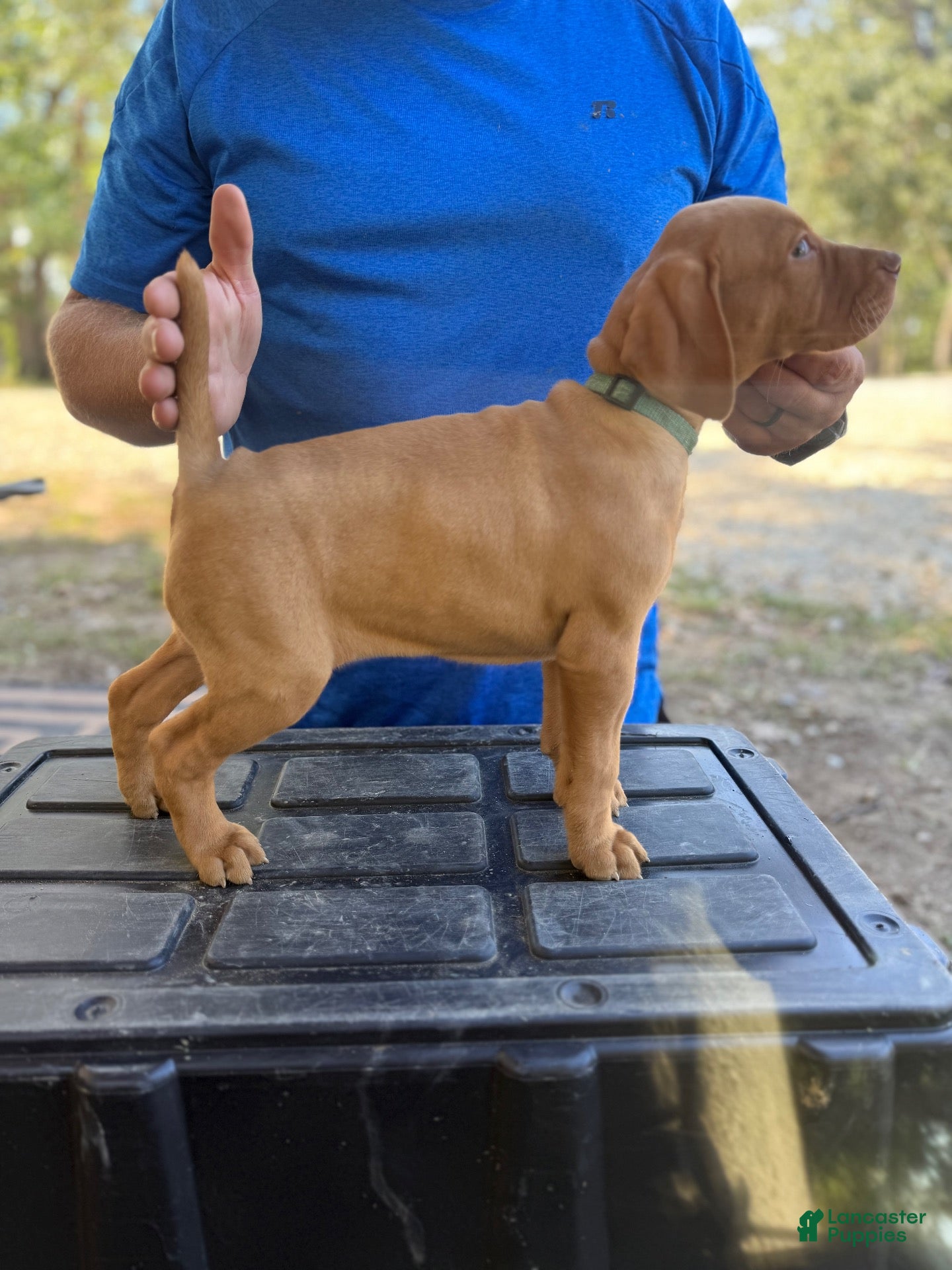 Vizsla dogs Teal - Ad 13