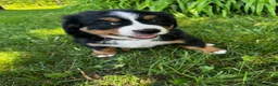 Bernese Mountain Dog dogs for sale: Annie - Ad 5