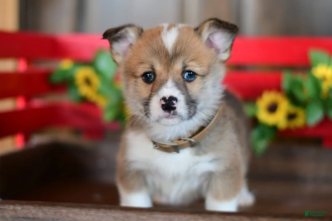 Gallery Image {{count}}