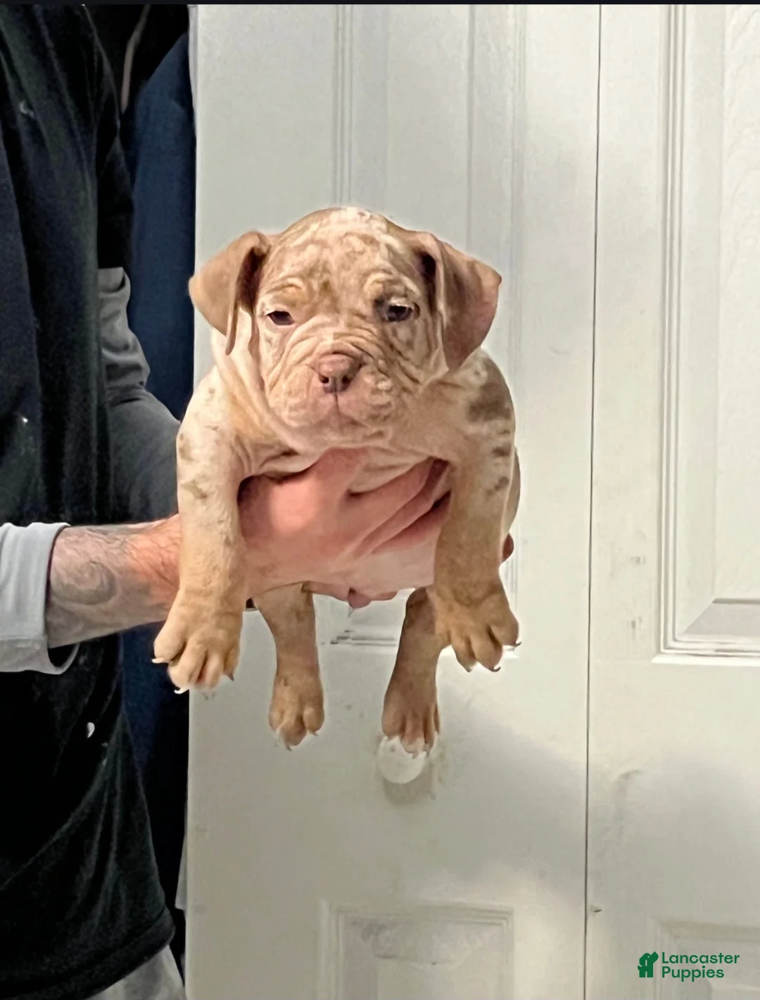 American Bully dogs for sale: American Bully Puppy 1 - Ad 2