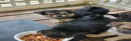 Mixed Breed dogs for sale: Betsy Ross - Ad 1