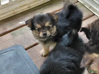 Mixed Breed dogs for sale: Betsy Ross - Ad 1