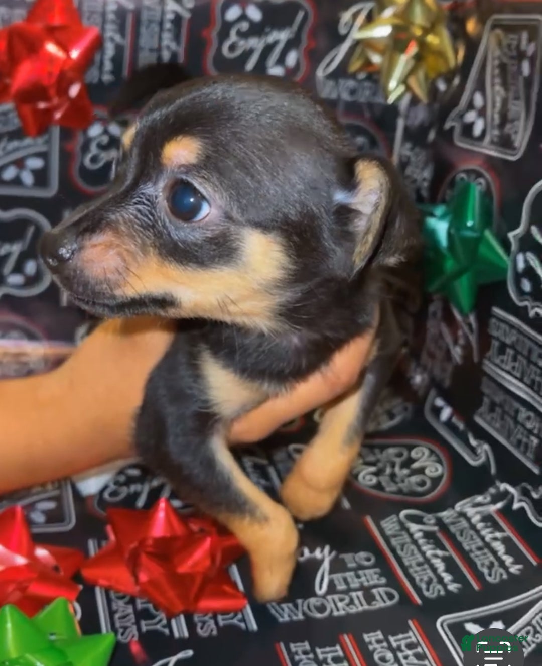 Mixed Breed dogs for sale: Mixed Breed Puppy 2 - Ad 3